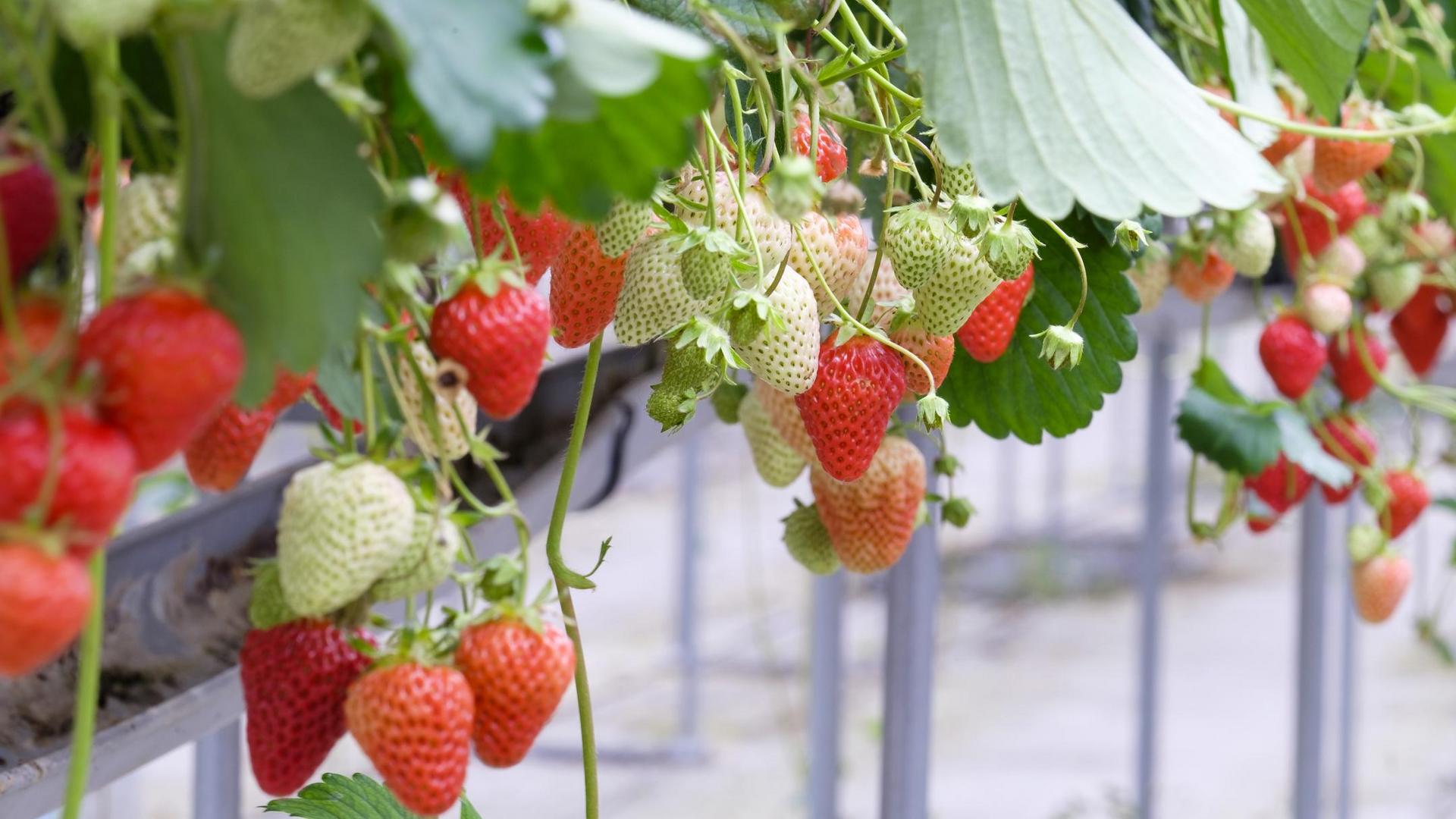 frozen fruit
