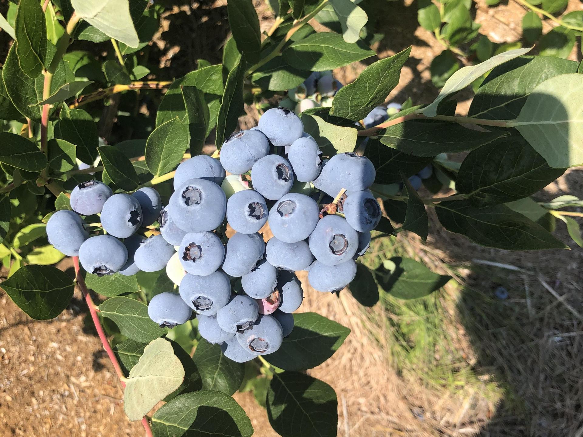 Blaubeeren, die im Rahmen des Projekts für regenerative Landwirtschaft angebaut werden