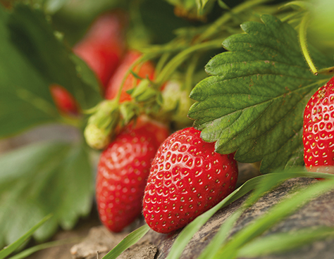 Fruit